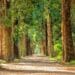 investir forets